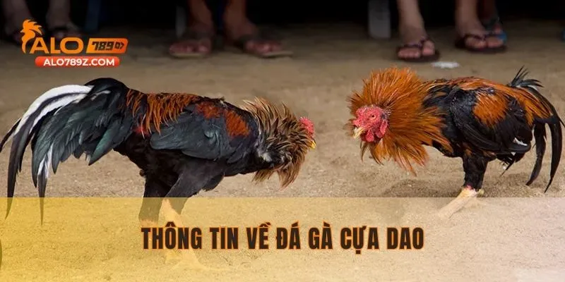 Đôi nét giới thiệu thông tin về đá gà cựa dao